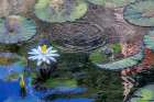 Frogs among Woods White Knight lilies Art Print